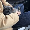 パグ×ケアーンテリア　MIX犬 サムネイル4