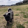 パグ×ケアーンテリア　MIX犬 サムネイル5