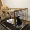 パグ×ケアーンテリア　MIX犬 サムネイル6