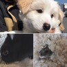まいころ