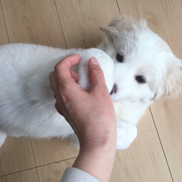 新しい家族、ハク^ ^甘えん坊、でもお利口さんな男の子。