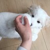 新しい家族、ハク^ ^甘えん坊、でもお利口さんな男の子。