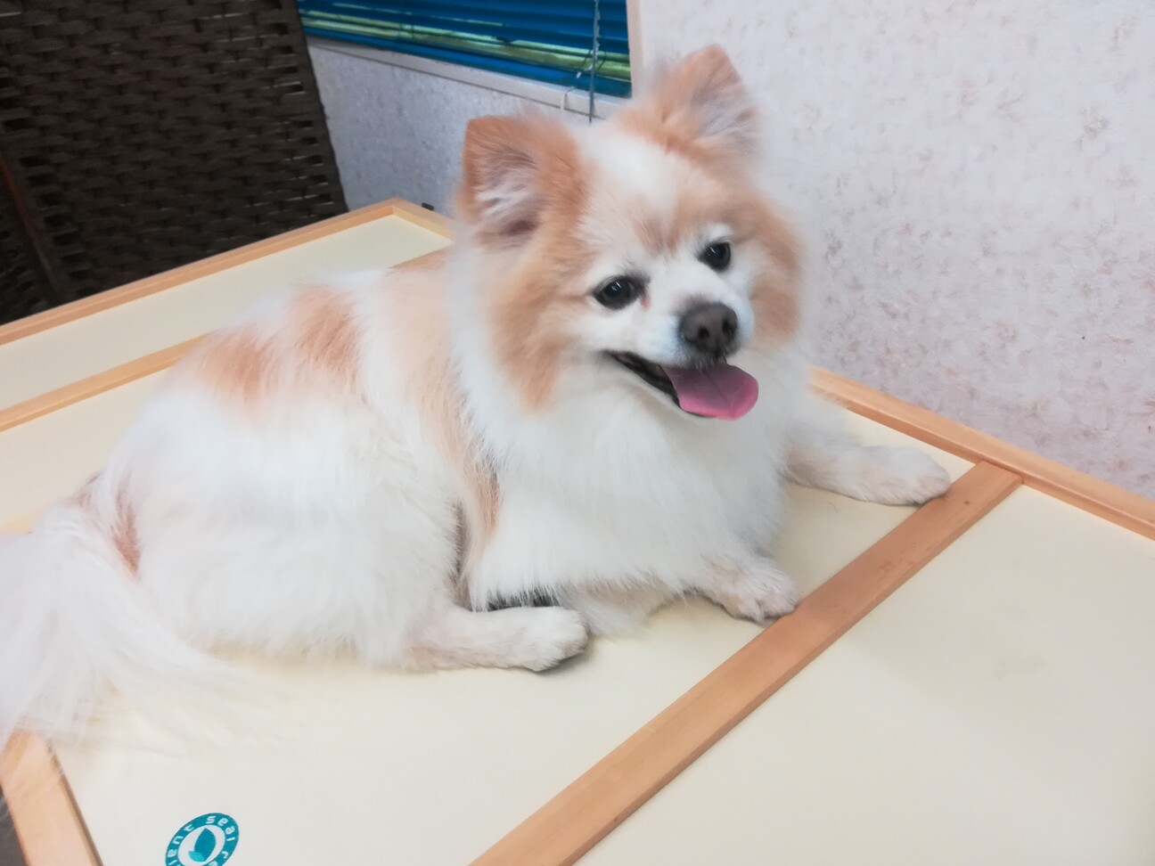 ポメ Amp チワワのmix犬 山形県 犬の里親募集 ペットのおうち 月間利用者150万人