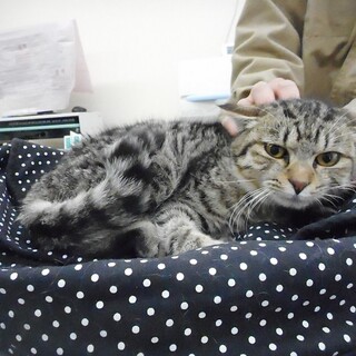 センター収容中　キジ猫のオス：リグ