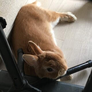 うさぎさん3歳