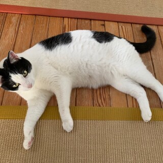 牛柄・巨猫ハナちゃん、完璧な人慣れ、医療・しつけ済