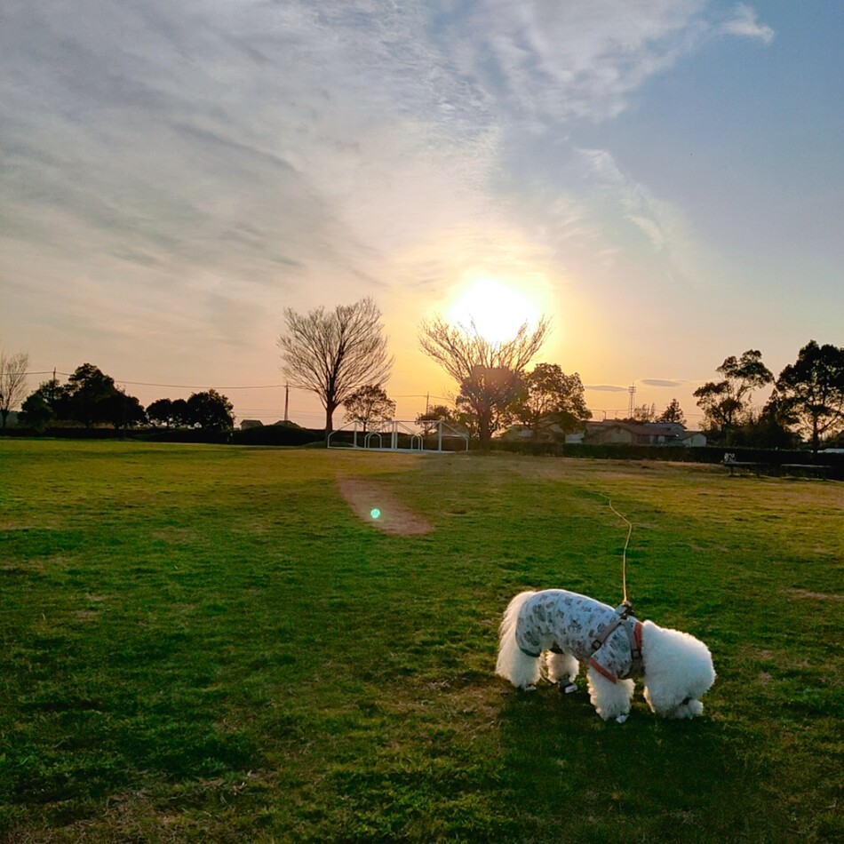 ブーケのカバー写真