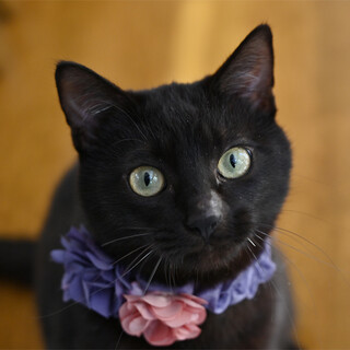 可愛い黒猫くん