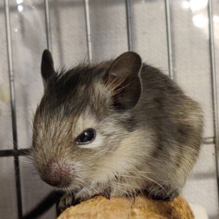 デグーの赤ちゃん