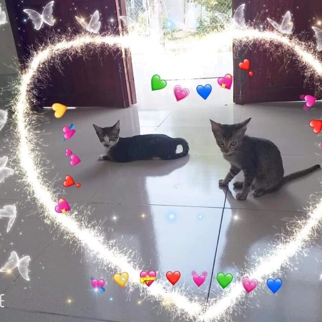 ニャトリンのカバー写真