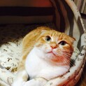 人懐っこい子が新しい家族を探しています