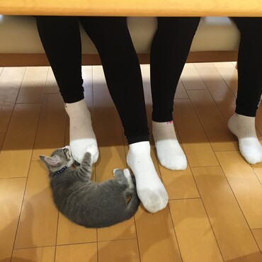 靴下仲間
