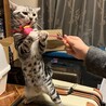 正丸