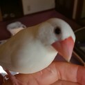 白文鳥の子供、手乗りです