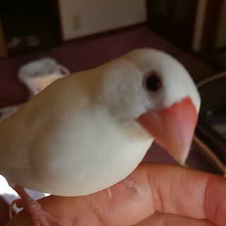 白文鳥の子供、手乗りです