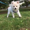 賢犬丸