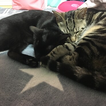 寄り添う2匹♡