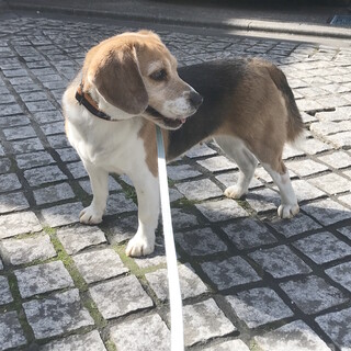 いったん募集停止　4歳