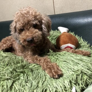 トイプードル男の子旺旺（わんわん）4歳