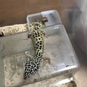 レオパ　アダルト:その他をご覧ください「更新」