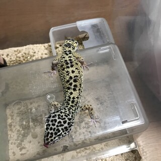 レオパ　アダルト:その他をご覧ください「更新」