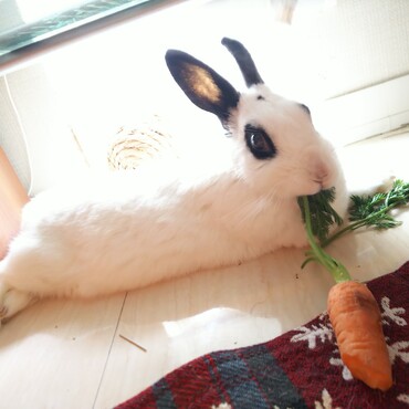 バニラです