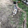 桂の木