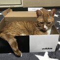 大至急！