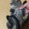 野良猫の子、生まれ2ヶ月ぐらい。しつけ時間が必要! サムネイル4
