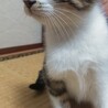 野良猫の子、生まれ2ヶ月ぐらい。しつけ時間が必要! サムネイル2