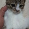 野良猫の子、生まれ2ヶ月ぐらい。しつけ時間が必要! サムネイル3