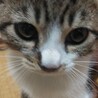 野良猫の子、生まれ2ヶ月ぐらい。しつけ時間が必要! サムネイル4