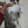野良猫の子、生まれ2ヶ月ぐらい。しつけ時間が必要! サムネイル5