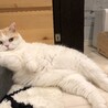 の写真