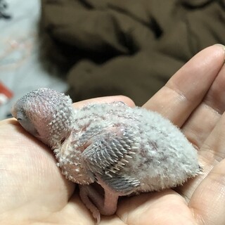 交渉中　セキセイインコ 雛 2月18日生まれ。