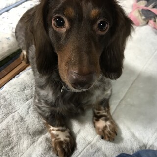 ミニチュアダックスフンドのはやとくん