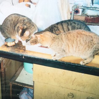 3匹の猫ちゃんの里親様募集(代理投稿です)