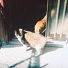 3匹の猫ちゃんの里親様募集(代理投稿です) サムネイル3