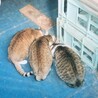 3匹の猫ちゃんの里親様募集(代理投稿です) サムネイル4