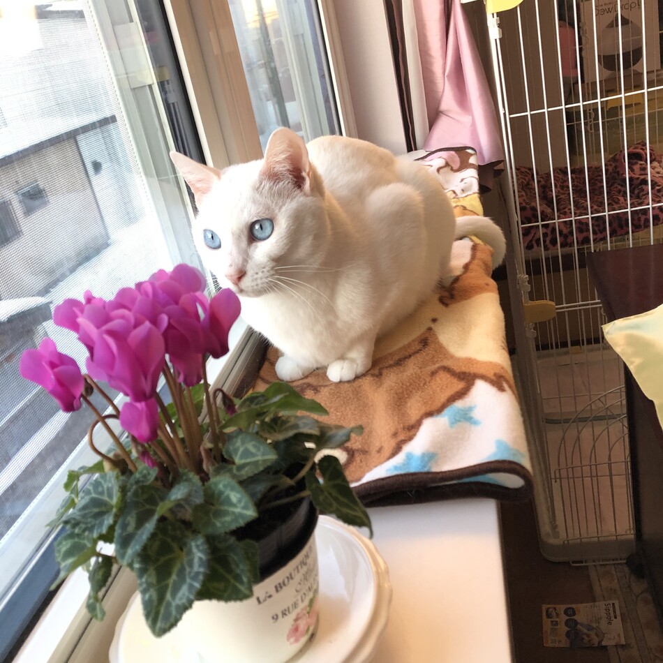 ココのカバー写真