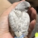 セキセイインコ雛 2月8日生まれ