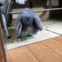 ココア