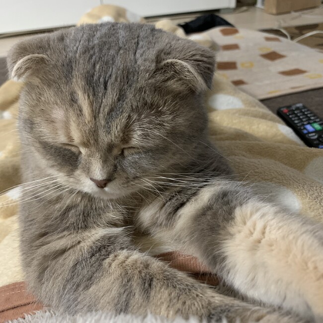 cocochinのカバー写真
