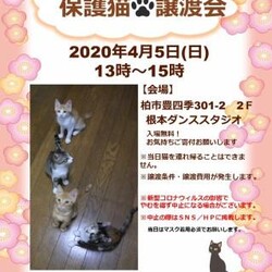 4/5(日)猫カフェ風保護猫譲渡会