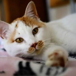 4/5（日）猫カフェ風保護猫譲渡会【お見合い会のみ実施】 サムネイル2