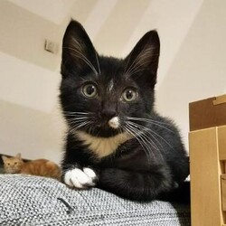 4/5（日）猫カフェ風保護猫譲渡会【お見合い会のみ実施】 サムネイル3