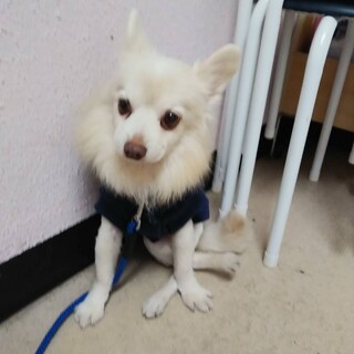 お散歩大好き、生活支障無し片足ポメ？チワワ？君