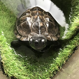 クサガメ　オス　２０年〜