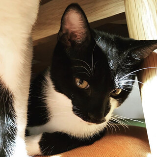 ツンデレ手ごねマカロン職人『れもんくん』