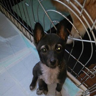 チャーミングな眉毛黒ちびさん